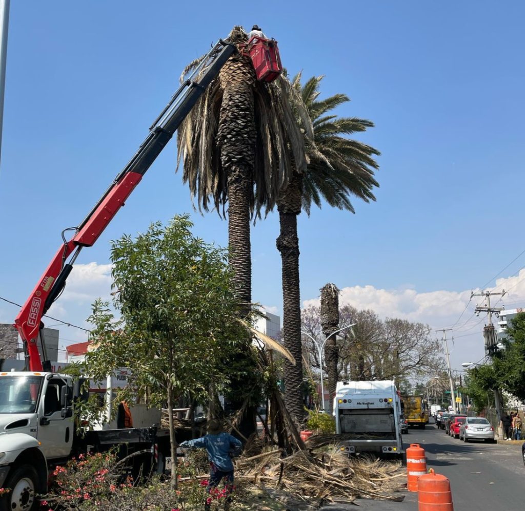 Intervienen palmeras de Avenida Juárez