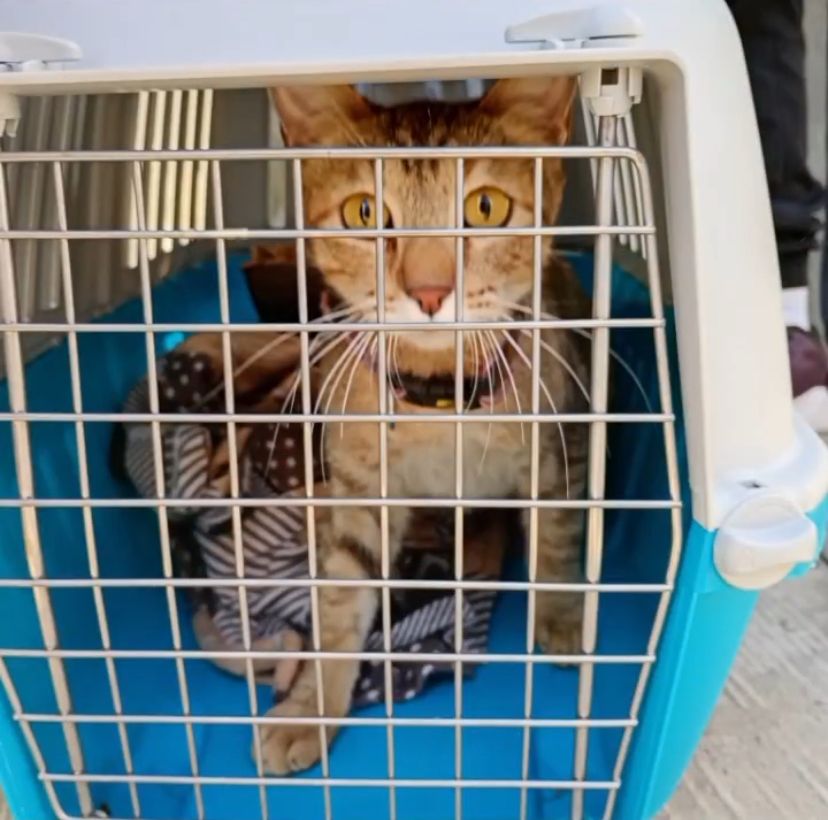 Jornada Integral de Atención Animal en San Miguel Canoa